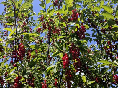 Chokecherry