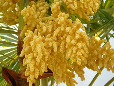 Chusan Palm