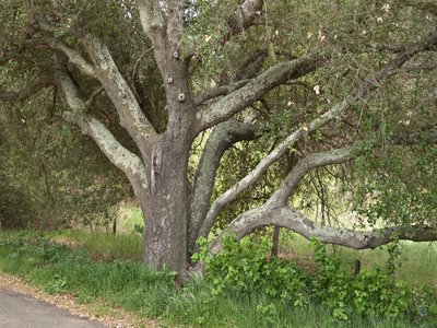 Coast Live Oak