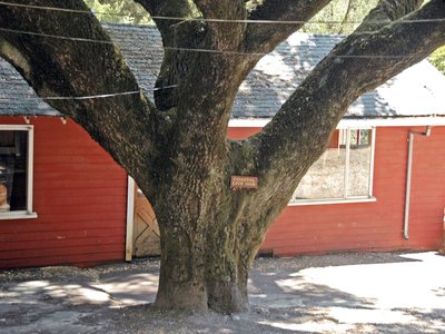 Coastal Live Oak