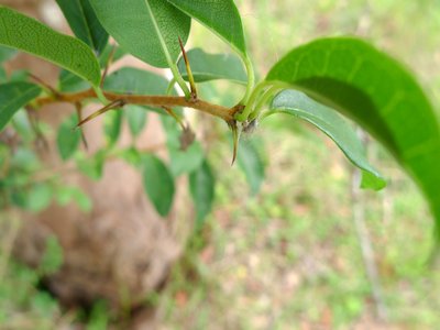 Cockspur Thorn