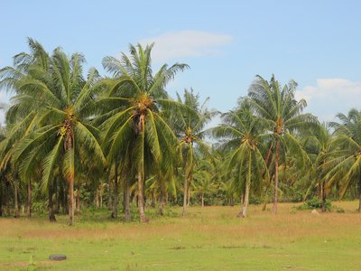 Coconut Palm
