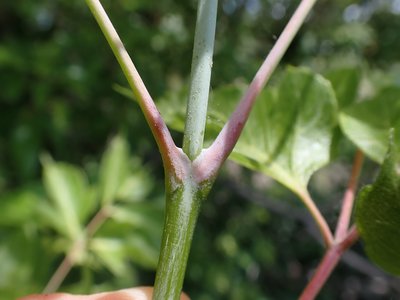 Common Boxelder