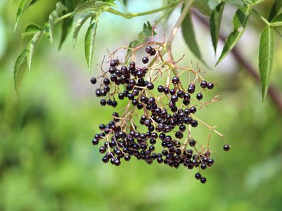 Common Elderberry