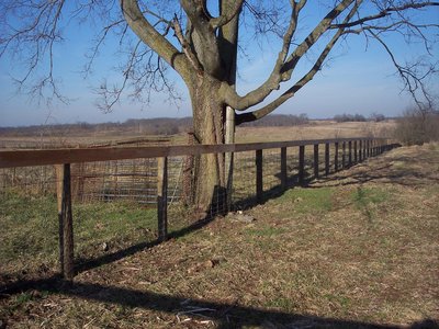 Common Hackberry