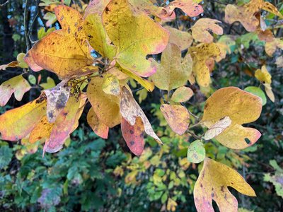 Common Sassafras