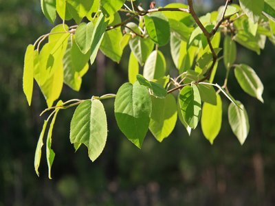 Common Serviceberry