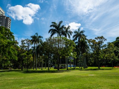 Cuban Royal Palm