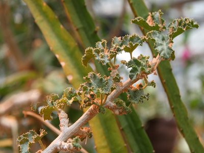 Cucumber Tree
