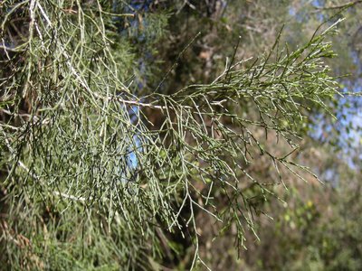 Cypress Pine