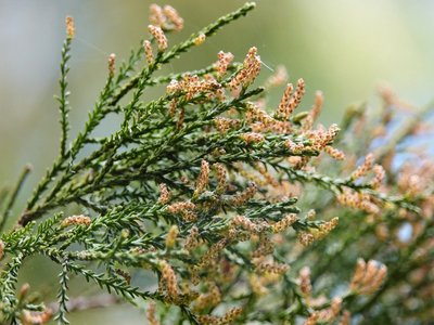 Dacrycarpus dacrydioides