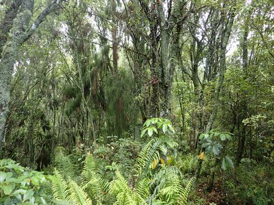 Dacrydium cupressinum