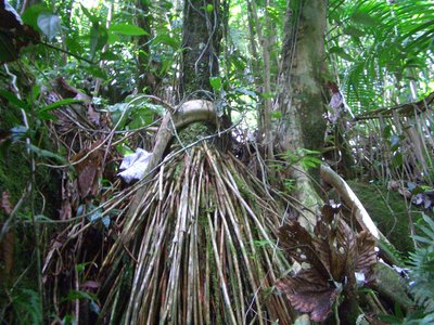 Dacryodes excelsa