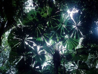 Daintree Fan Palm