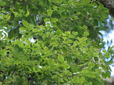 Dalbergia latifolia