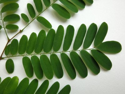 Dalbergia nigra