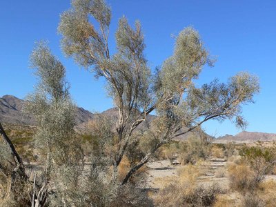 Dalea spinosa