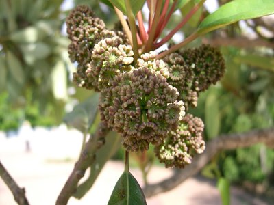 Daphniphyllum glaucescens