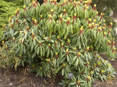 Daphniphyllum macropodum