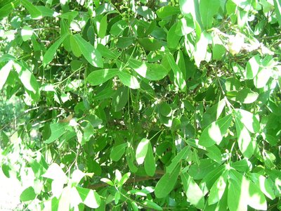 Daphnopsis racemosa