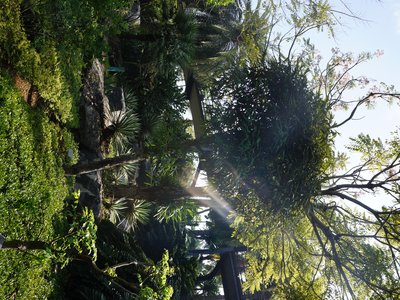 Darlingia darlingiana