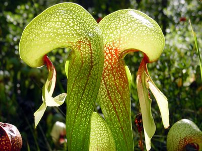 Darlingtonia californica