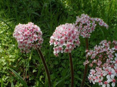 Darmera peltata
