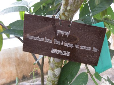 Dasymaschalon blumei