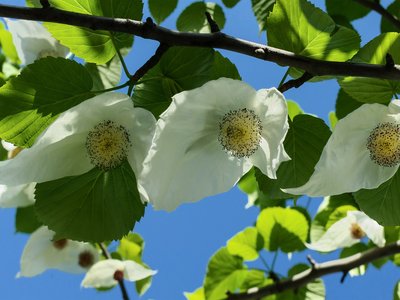 Davidia involucrata
