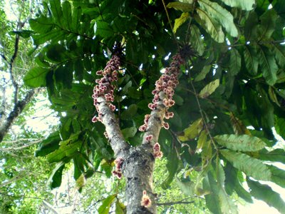 Davidsonia jerseyana