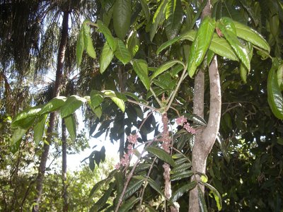 Davidsonia pruriens