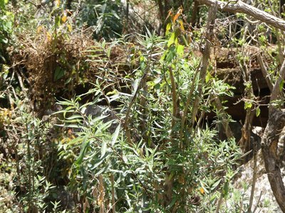 Debregeasia longifolia