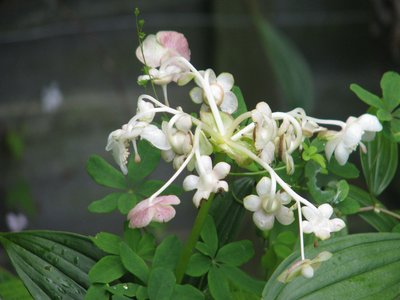 Deinanthe bifida