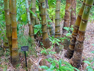 Dendrocalamus asper