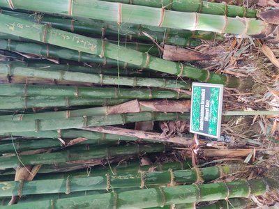 Dendrocalamus brandisii
