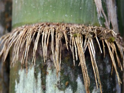 Dendrocalamus giganteus