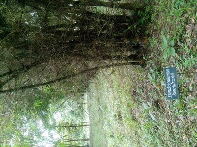 Dendrocalamus hamiltonii