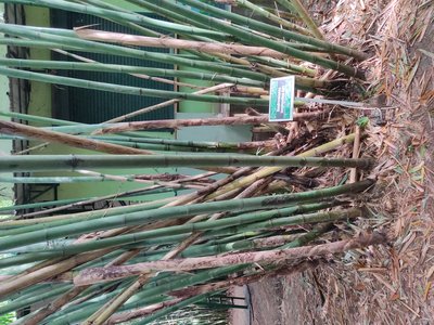 Dendrocalamus longispathus