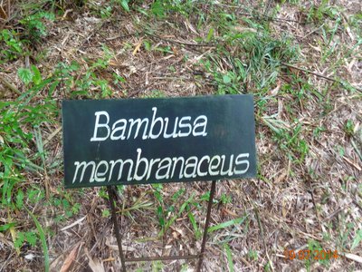 Dendrocalamus membranaceus