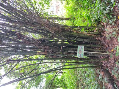 Dendrocalamus strictus