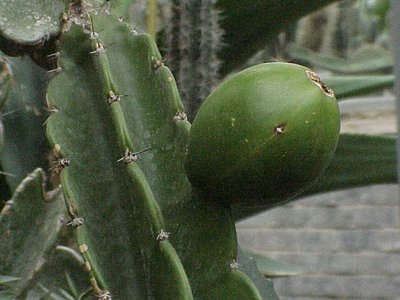Dendrocereus nudiflorus