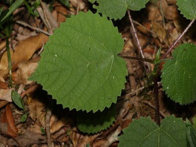 Dendrocnide excelsa