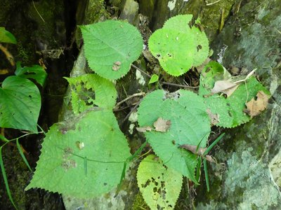 Dendrocnide moroides