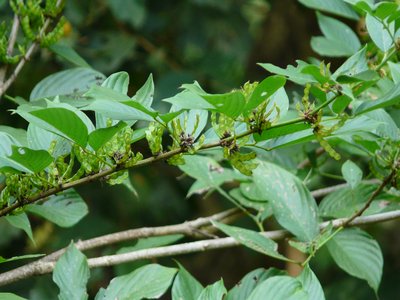 Dendrolobium triangulare