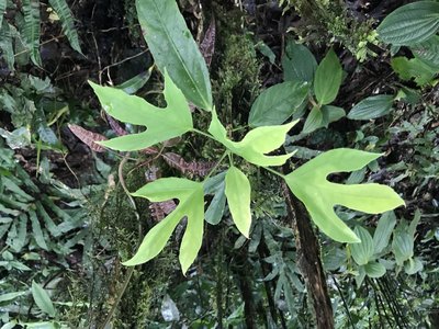 Dendropanax arboreus