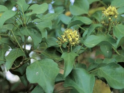 Dendropanax morbiferus