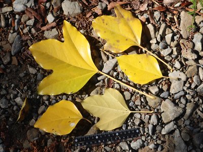 Dendropanax trifidus