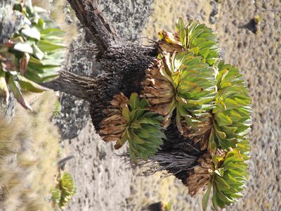 Dendrosenecio keniodendron