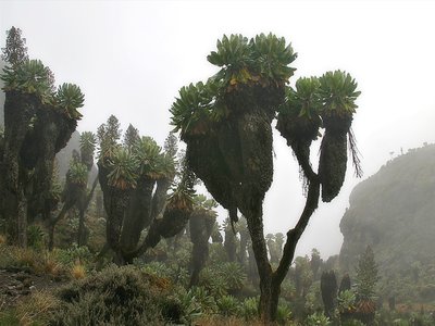 Dendrosenecio kilimanjari