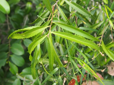 Denhamia celastroides